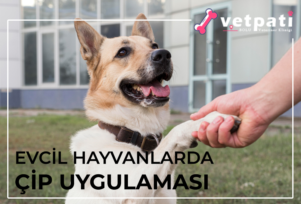 Evcil Hayvanlarda Çip Uygulaması