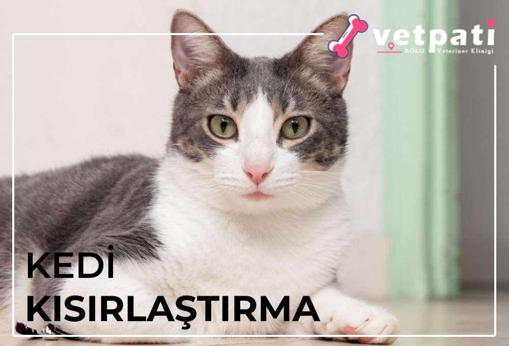 Kedi Kısırlaştırma