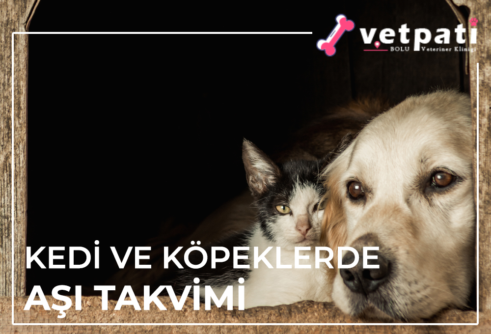 Kedi ve Köpeklerde Aşı Takvimi