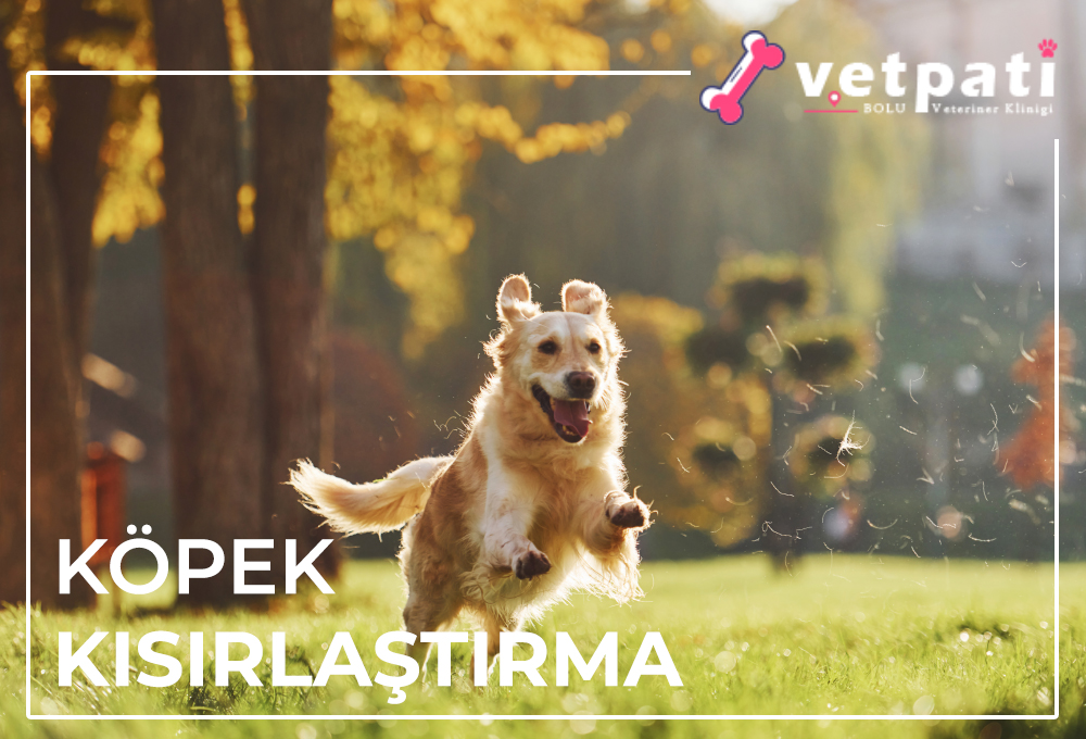 Köpek Kısırlaştırma